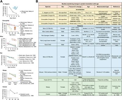 Protein translation paradox: Implications in translational regulation of aging